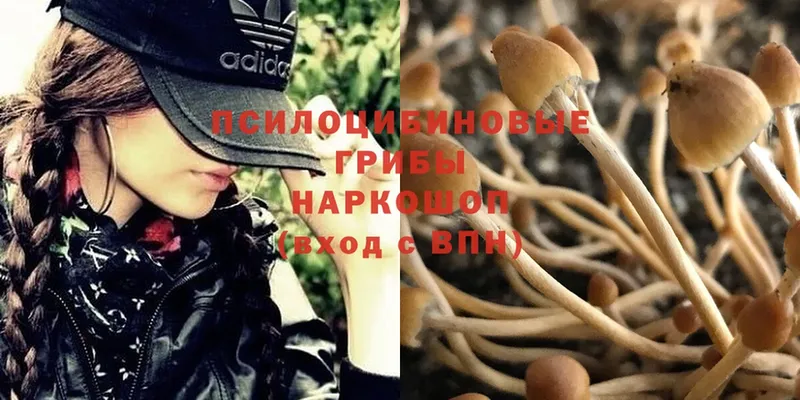 ОМГ ОМГ как зайти  Зуевка  Галлюциногенные грибы Psilocybe  купить  сайты 